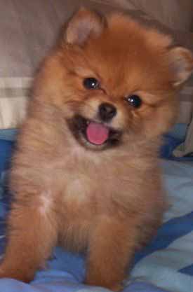 pomeranian