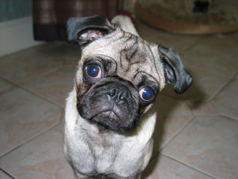 Pug